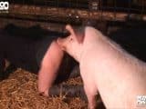 ArtOfZoo boar sex – DevoteHuendin in pig stuff
