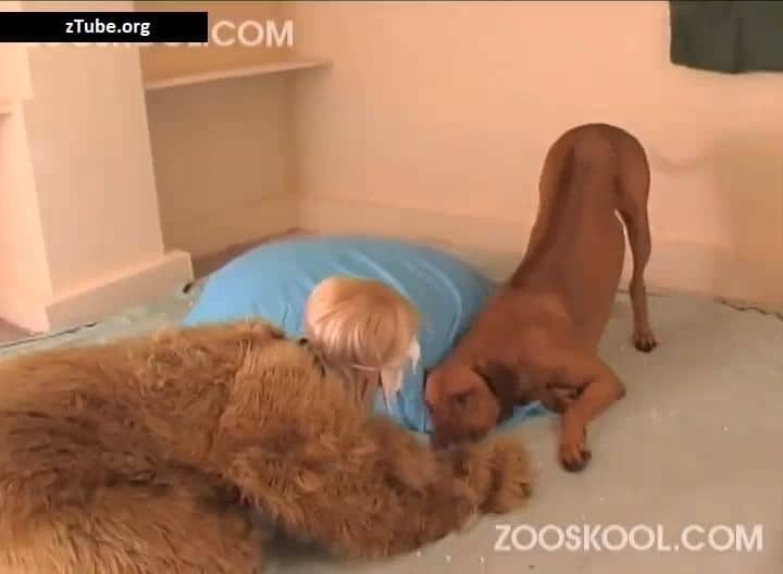 Animal dog porn