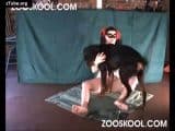 Zooskool petlust Timberwolf in Gothic dog