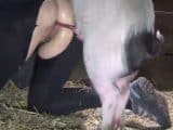 Artofzoo Mr Pig Stuff – sex with boar