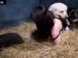 artofzo yasmin zoo threesome – Pig and Dog sex