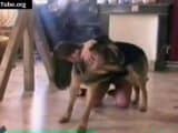 animal porn dog – homemade fuck girl