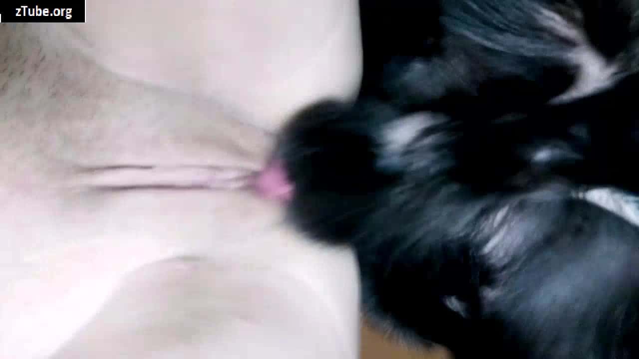 Dog Licking Pussy Periscope