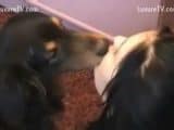 blowjob dogs zoo porn with Horny teen
