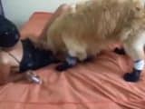k9 lady zoo video – Catwoman dog slut