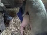 yasmin breastfeeding – new pig porn
