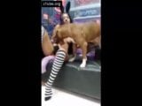 zoophilia minet dog cum in mouth latinas